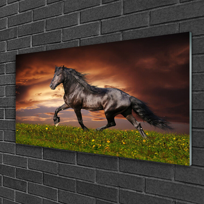 Quadro de vidro Animais do Prado do Cavalo Preto