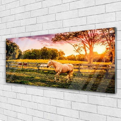 Quadro de vidro Cavalo Prado Animais Natureza
