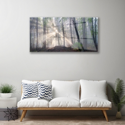 Quadro de vidro Floresta Natureza Árvores