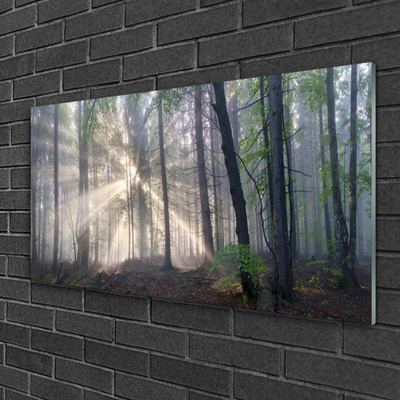 Quadro de vidro Floresta Natureza Árvores