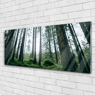 Quadro de vidro Floresta Natureza Árvores