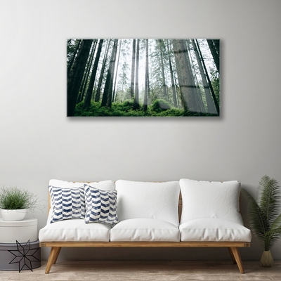 Quadro de vidro Floresta Natureza Árvores