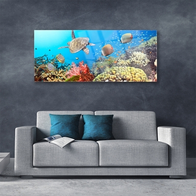 Quadro de vidro Paisagem de recifes de coral