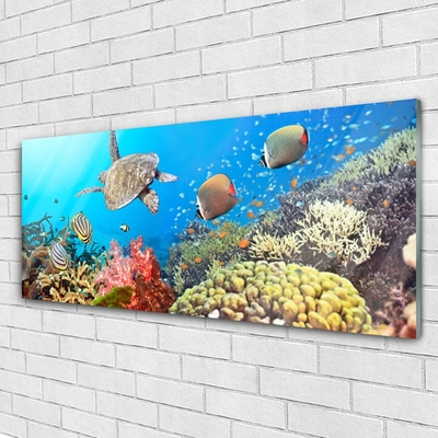 Quadro de vidro Paisagem de recifes de coral