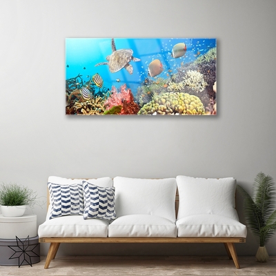 Quadro de vidro Paisagem de recifes de coral