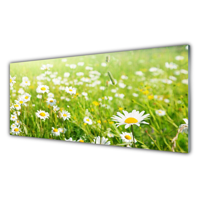 Quadro de vidro Natureza do Prado Daisy