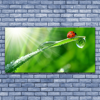 Quadro de vidro Joaninha Natureza Grama