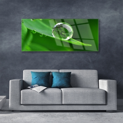 Quadro de vidro Folhas de plantas com gotas de água