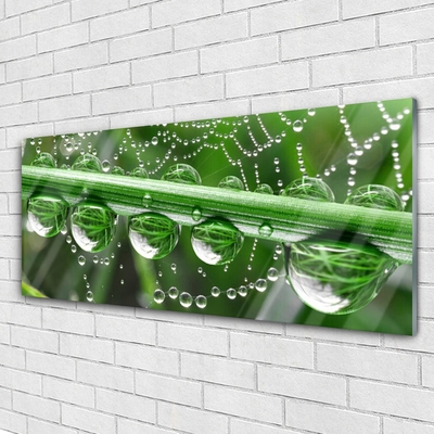 Pintura em vidro Planta de gotas de teia de aranha