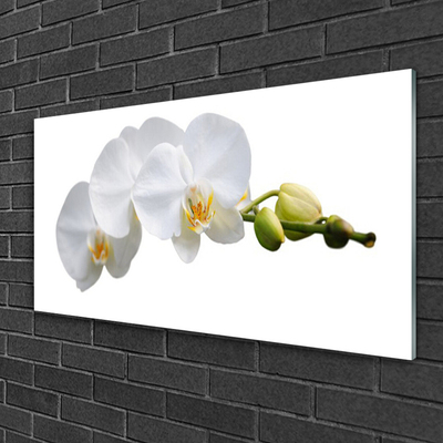 Quadro de vidro Flores Planta Natureza