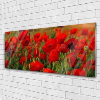 Quadro de vidro Papoulas Plantam Natureza