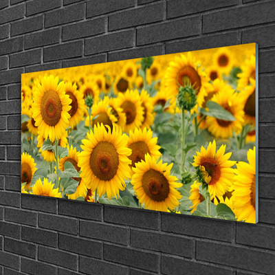 Quadro de vidro Girassóis Plantam Natureza