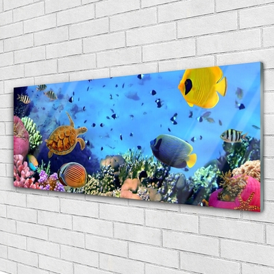 Quadro de vidro Natureza dos recifes de corais