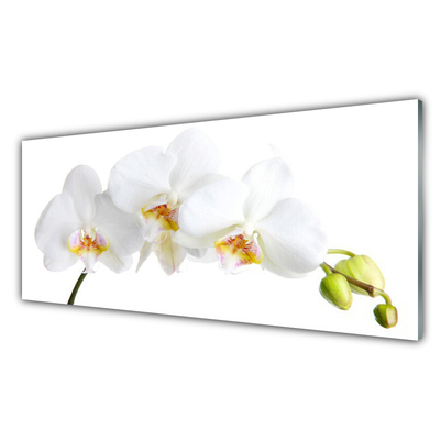 Quadro de vidro Flores Planta Natureza