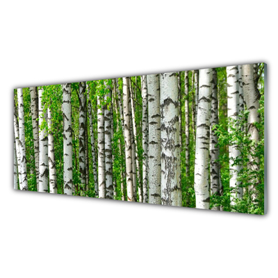 Quadro de vidro Floresta Planta Natureza Árvores