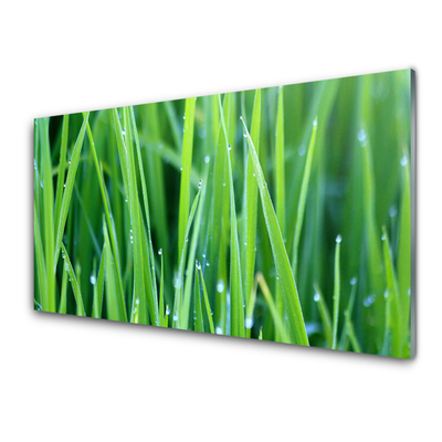 Quadro de vidro Gotas de grama Planta Natureza