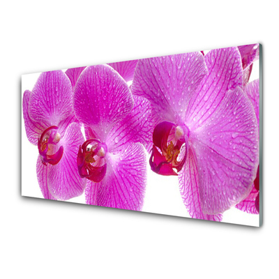 Quadro de vidro Flores Planta Natureza
