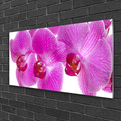 Quadro de vidro Flores Planta Natureza