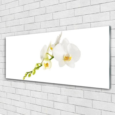 Quadro de vidro Flores Planta Natureza