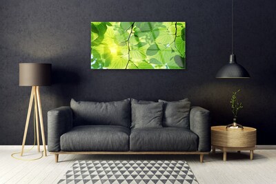 Quadro de vidro Folhas Natureza Planta