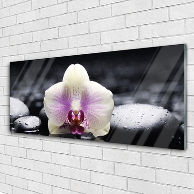 Quadro de vidro Planta de orquídea flor