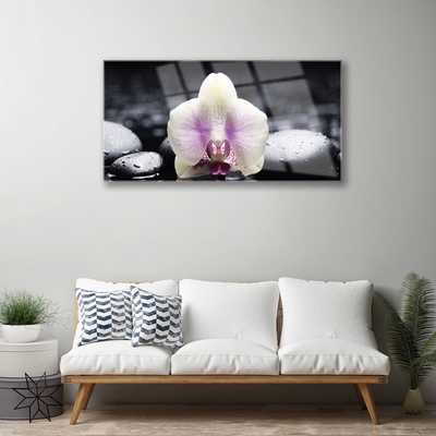 Quadro de vidro Planta de orquídea flor
