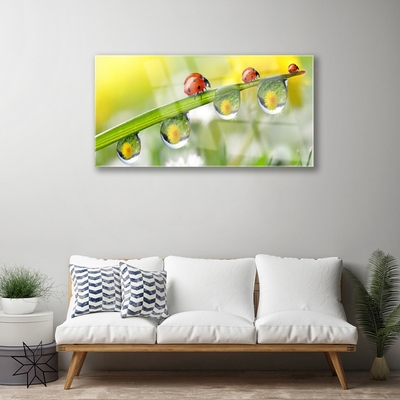 Quadro de vidro Joaninha Folha Natureza