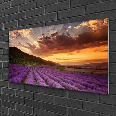 Quadro de vidro Pôr do sol no campo de lavanda