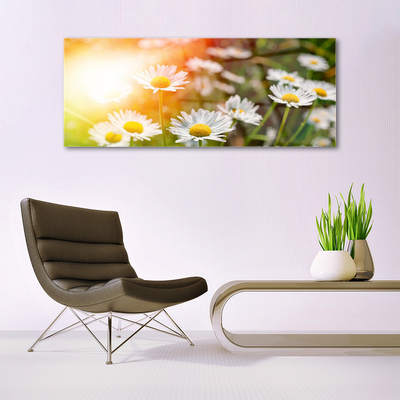 Quadro de vidro Margaridas Flores Raios