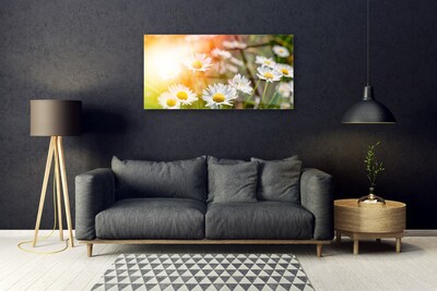 Quadro de vidro Margaridas Flores Raios