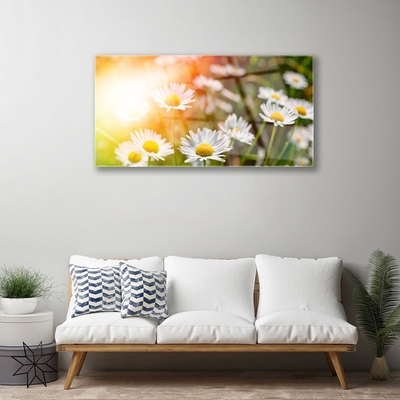 Quadro de vidro Margaridas Flores Raios