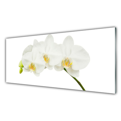 Quadro de vidro Caules de orquídeas flores natureza