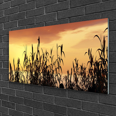 Quadro de vidro Folhas Sunset Meadow Field