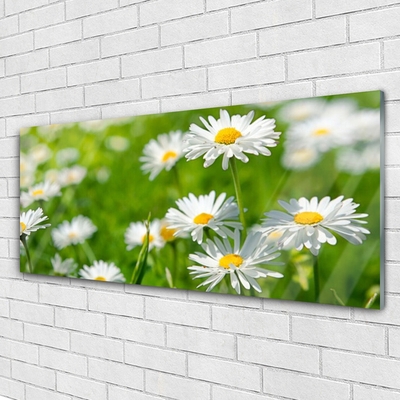 Quadro de vidro Planta de flor margarida