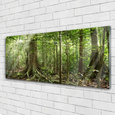 Quadro de vidro Floresta Natureza Selva Árvores
