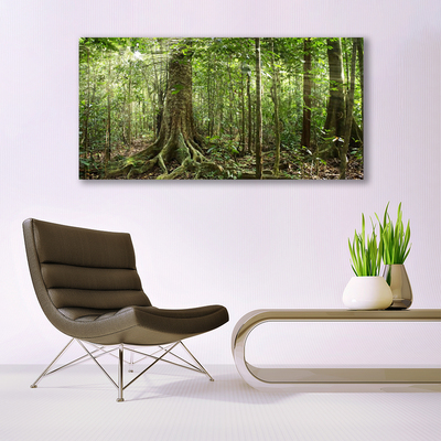 Quadro de vidro Floresta Natureza Selva Árvores