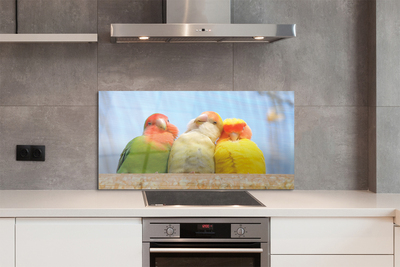 Painel de vidro Papagaios coloridos