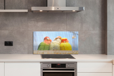 Painel de vidro Papagaios coloridos