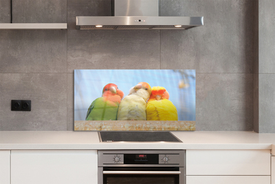 Painel de vidro Papagaios coloridos