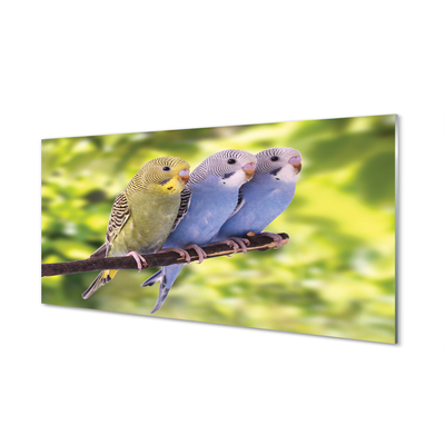Painel de vidro Papagaios coloridos em um galho