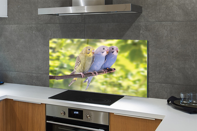 Painel de vidro Papagaios coloridos em um galho