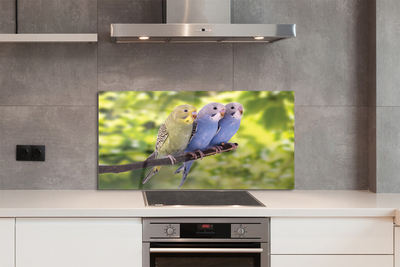 Painel de vidro Papagaios coloridos em um galho