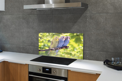 Painel de vidro Papagaios coloridos em um galho