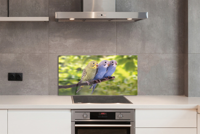 Painel de vidro Papagaios coloridos em um galho