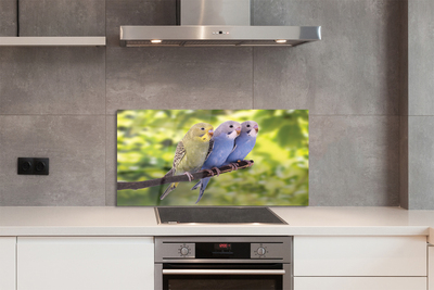 Painel de vidro Papagaios coloridos em um galho