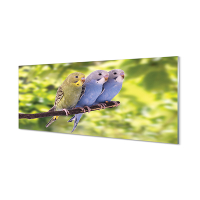 Painel de vidro Papagaios coloridos em um galho