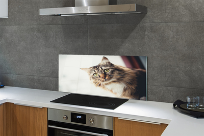 Painel de vidro Gato Maine Coon