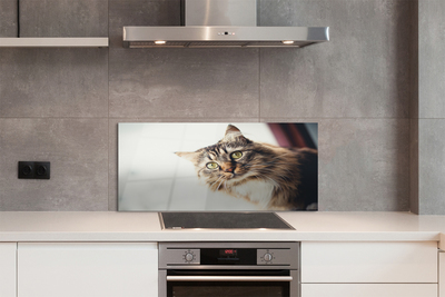 Painel de vidro Gato Maine Coon