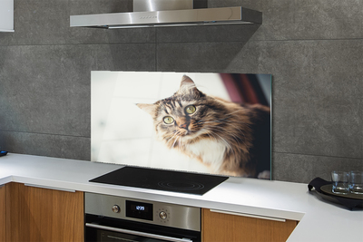 Painel de vidro Gato Maine Coon