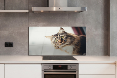 Painel de vidro Gato Maine Coon
